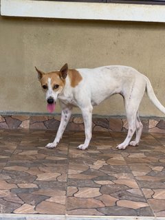 Hayley - Mixed Breed Dog