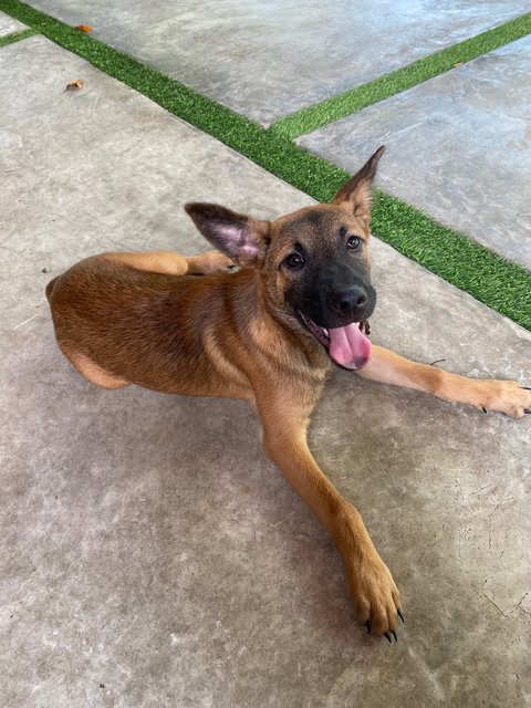 Gsd/malinois Mixed - Mixed Breed Dog