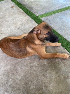 Gsd/malinois Mixed - Mixed Breed Dog