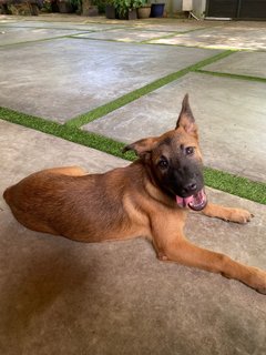 Gsd/malinois Mixed - Mixed Breed Dog