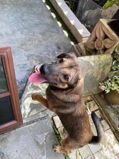 Gsd/malinois Mixed - Mixed Breed Dog