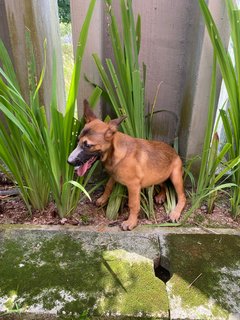 Gsd/malinois Mixed - Mixed Breed Dog