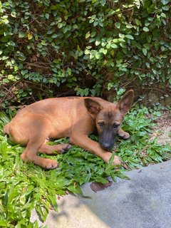 Gsd/malinois Mixed - Mixed Breed Dog