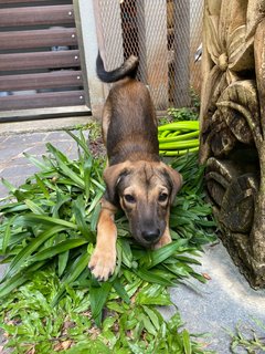 Gsd/malinois Mixed - Mixed Breed Dog