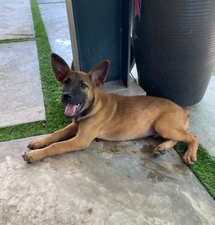 Gsd/malinois Mixed - Mixed Breed Dog