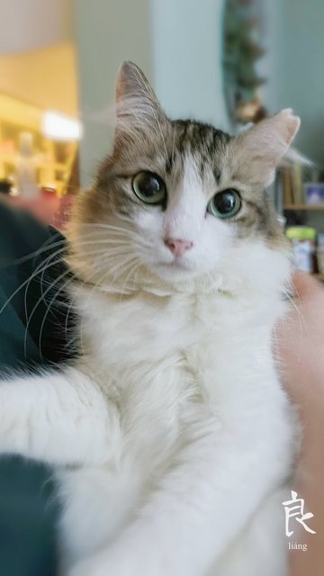 Moomoo - Domestic Long Hair Cat