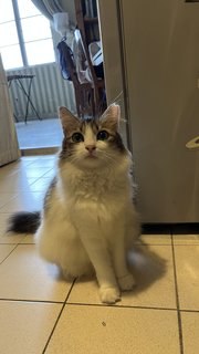 Moomoo - Domestic Long Hair Cat