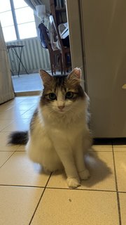 Moomoo - Domestic Long Hair Cat