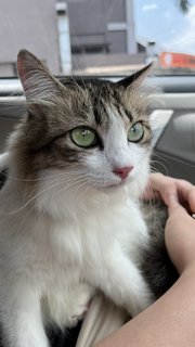 Moomoo - Domestic Long Hair Cat