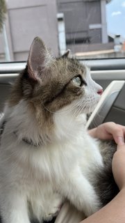 Moomoo - Domestic Long Hair Cat