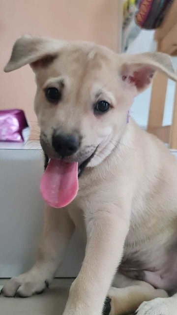 Purple Prince - Labrador Retriever Mix Dog