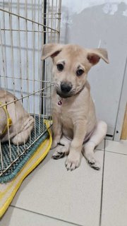 Purple Prince - Labrador Retriever Mix Dog