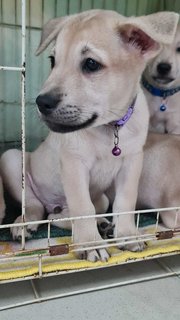 Purple Prince - Labrador Retriever Mix Dog