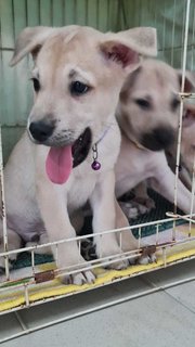 Purple Prince - Labrador Retriever Mix Dog