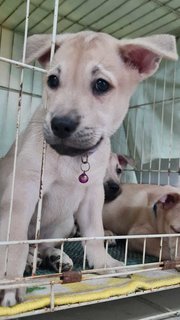 Purple Prince - Labrador Retriever Mix Dog