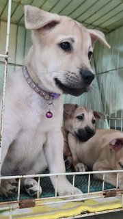 Purple Prince - Labrador Retriever Mix Dog