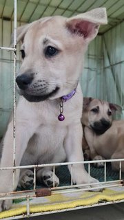 Purple Prince - Labrador Retriever Mix Dog