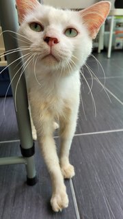 Wiley - Domestic Short Hair Cat