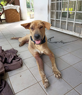 Tammy (A.k.a. Scooby Doo) - Mastiff Mix Dog