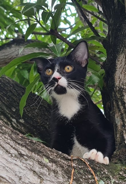 Panda - Siamese + Snowshoe Cat