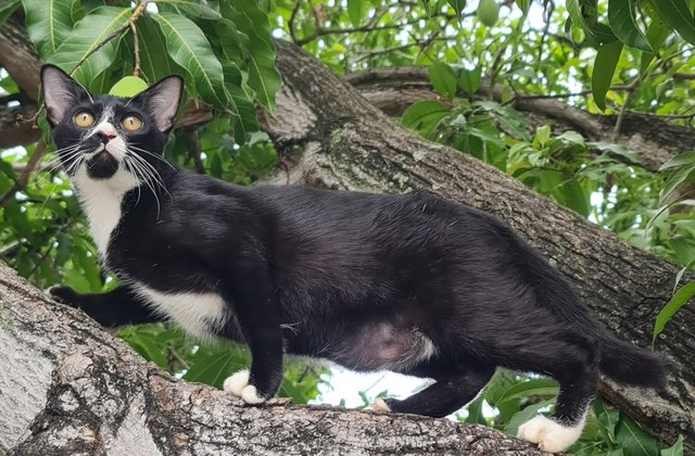 Panda - Siamese + Snowshoe Cat