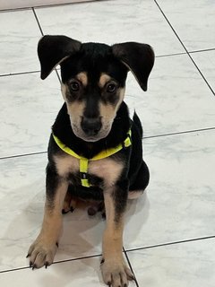 Lilo - Mixed Breed Dog