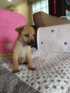 Rose - Labrador Retriever Mix Dog