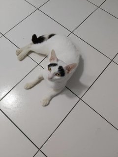 Groucho (Fka Posh) - Domestic Short Hair Cat