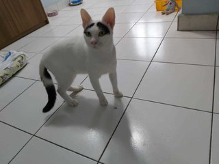 Groucho (Fka Posh) - Domestic Short Hair Cat