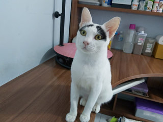 Groucho (Fka Posh) - Domestic Short Hair Cat