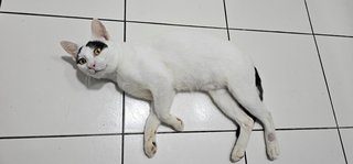 Groucho (Fka Posh) - Domestic Short Hair Cat