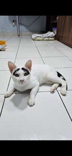 Groucho (Fka Posh) - Domestic Short Hair Cat