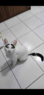 Groucho (Fka Posh) - Domestic Short Hair Cat