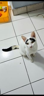 Groucho (Fka Posh) - Domestic Short Hair Cat