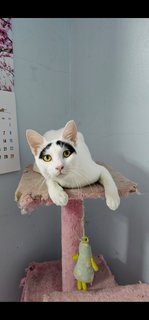 Groucho (Fka Posh) - Domestic Short Hair Cat