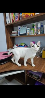 Groucho (Fka Posh) - Domestic Short Hair Cat