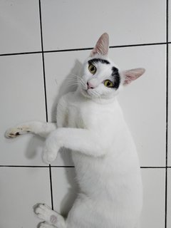 Groucho (Fka Posh) - Domestic Short Hair Cat