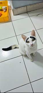 Groucho (Fka Posh) - Domestic Short Hair Cat