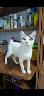 Groucho (Fka Posh) - Domestic Short Hair Cat