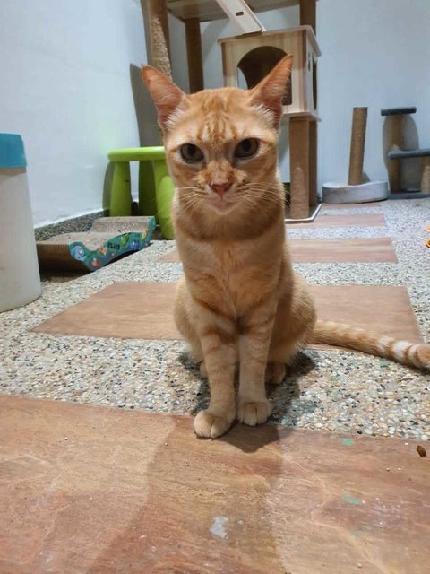 Oyen 💕🐈 - Domestic Short Hair Cat