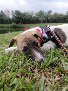 Rescue Dog For Adoption  - Mixed Breed Dog