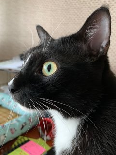 Luca - Tuxedo Cat