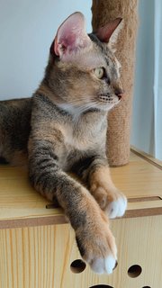 Luna - Tabby Cat