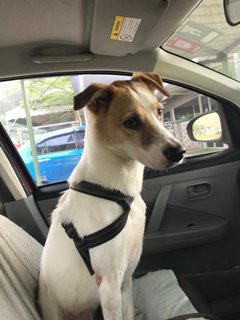 Reggie(Urgent, Leaving M'sia In July) - Mixed Breed Dog