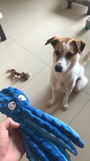 Reggie(Urgent, Leaving M'sia In July) - Mixed Breed Dog