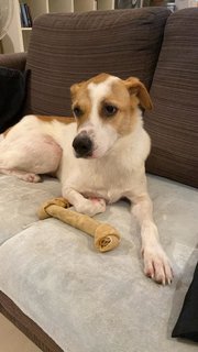 Reggie(Urgent, Leaving M'sia In July) - Mixed Breed Dog