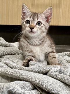 Mini - Domestic Medium Hair Cat