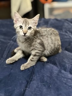 Mini - Domestic Medium Hair Cat