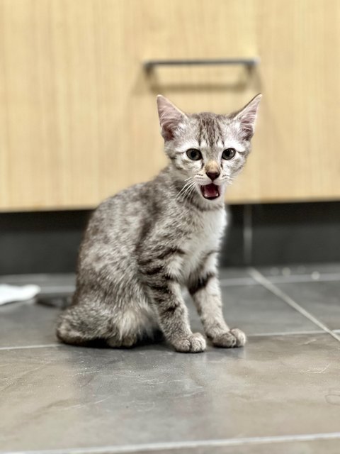 Mini - Domestic Medium Hair Cat