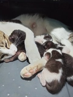 Mumu And Kittens  - Domestic Short Hair Cat